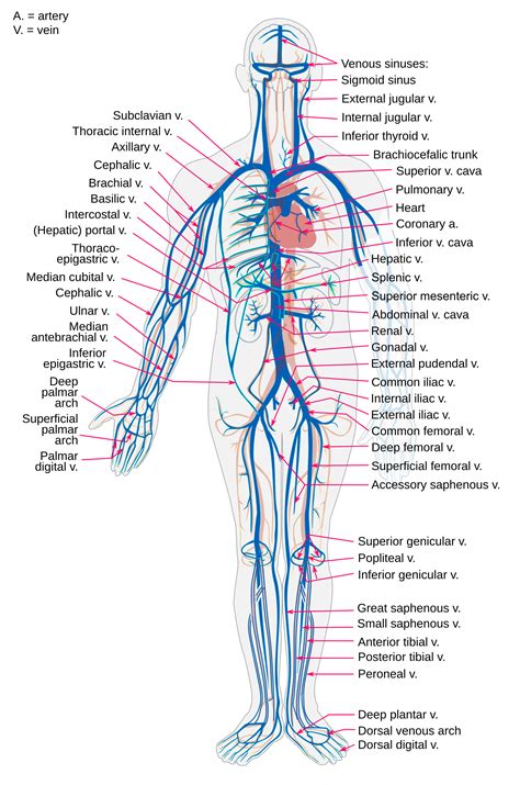 The body's tissues need to have oxygen every minute to survive. 14.4 Blood Vessels - Human Biology