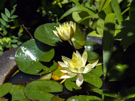 From The Garden Of Zen Water Lily Flowers In Engaku Ji