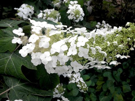 Hydrangea Quercifolia Alice Blooming Now With A Pure White Long