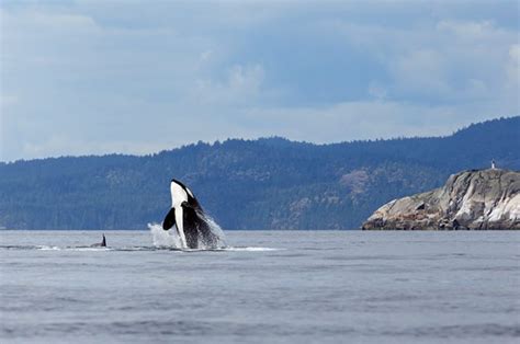 Vancouver Island Whale Watching Cruise Freedom Destinations