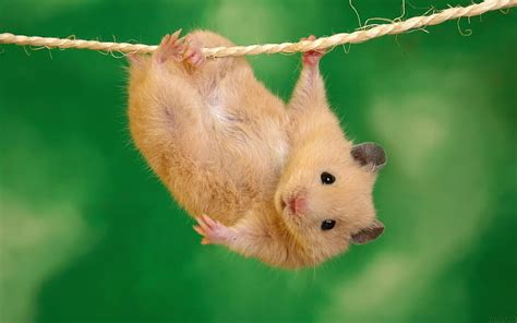 Page 2 Hamsters 1080p 2k 4k 5k Hd Wallpapers Free Download