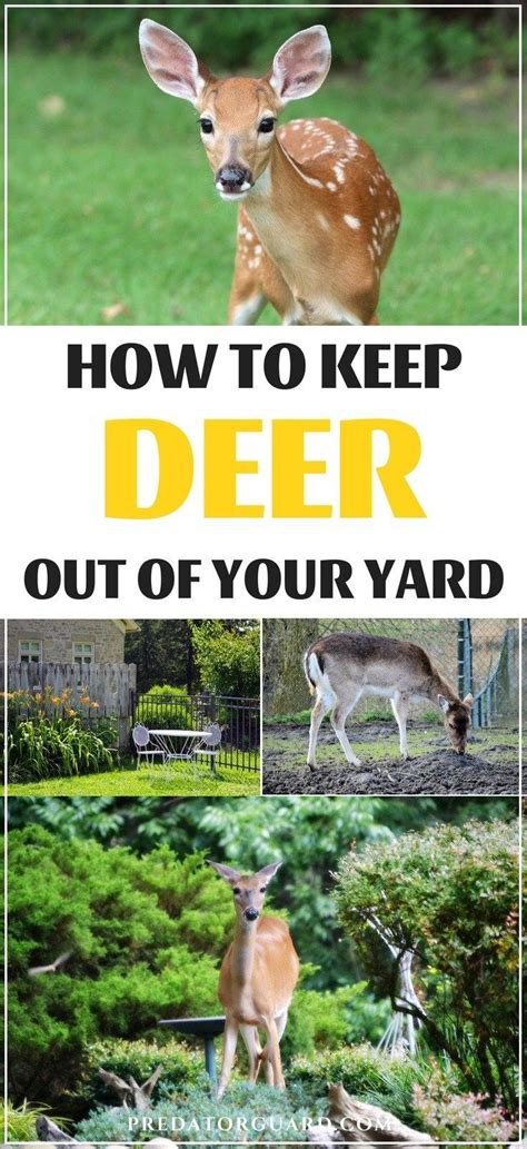 However, it does take time, may not be a permanent solution, and requires that you are okay with touching snails. How To Keep Deer Out of Your Yard | Slugs in garden ...