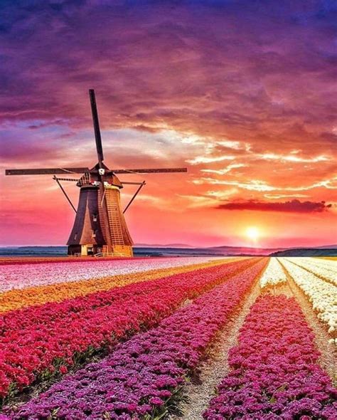 Stunning Tulips Sea In Alkmaar Netherlands Photo By Jack Martin