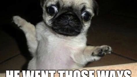 These mischievous cat memes can't fail to make you burst out laughing. Top Clean Animal Memes - YouTube
