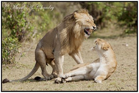 Stormy Love Affair Lions Have Very High Copulation Rates Flickr