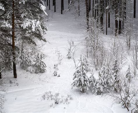 Among The Snowy Pine Forest In The Meadow Are Small Spruce Trees