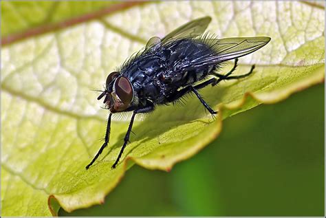 Mouche Domestique Photo Et Image Macro Nature Macro Insectes Nature