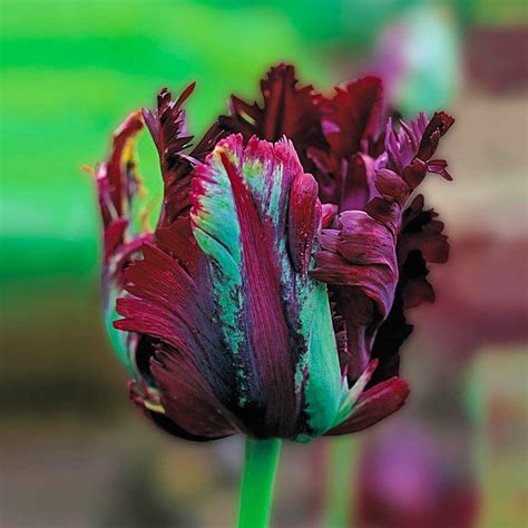We did not find results for: Black Parrot Tulip | Breck's