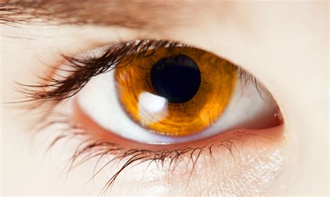 Vision Cells Affect Color Blindness Scientific Scribbles