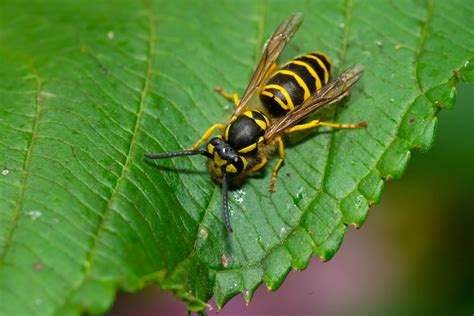 What Type Of Wasps Build Nests In The Ground Wasp Control Services