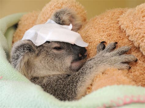 Treating Patients Australia Zoo Wildlife Hospital Globalgiving