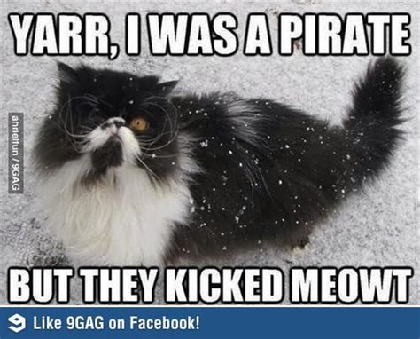Im Like Captain Cat Sparrow Funny Cat Memes Funny Cats Funny Animals