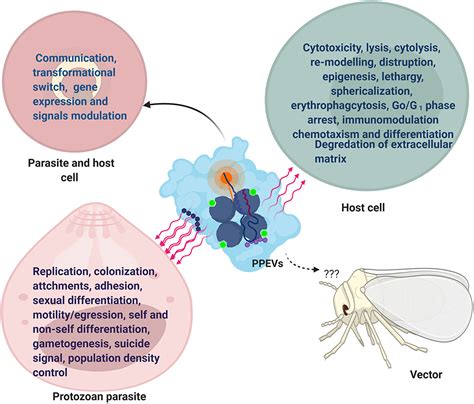 Frontiers Perils And Promises Of Pathogenic Protozoan Extracellular Vesicles