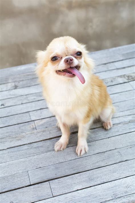 Small Body Brown Chihuahua Dog Sitting On Wood Table Stock Photo