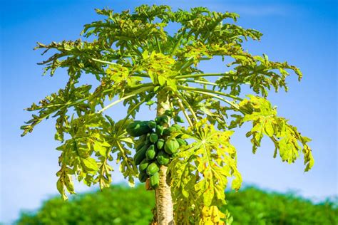 Papaya Tree How To Plant Grow Care And Harvest Papaya Gardeners
