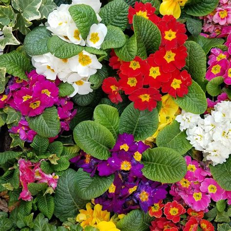 Cape cod is only some 18,000 years old in geologic time, but its history includes a vast collection of people… vintage trucks old trucks i need vacation beautiful flowers beautiful places nantucket island nantucket style victoria magazine small town girl. A flower rainbow makes me smile! Long Dell Inn Cape Cod ...