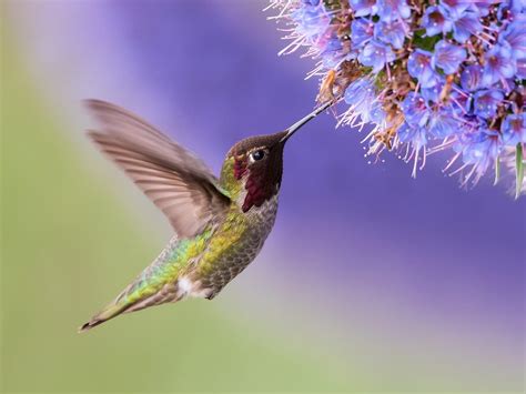 What Do Hummingbirds Eat Complete Guide Birdfact