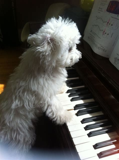 Poochie Playing Piano Cute Animals Animals Playing Piano
