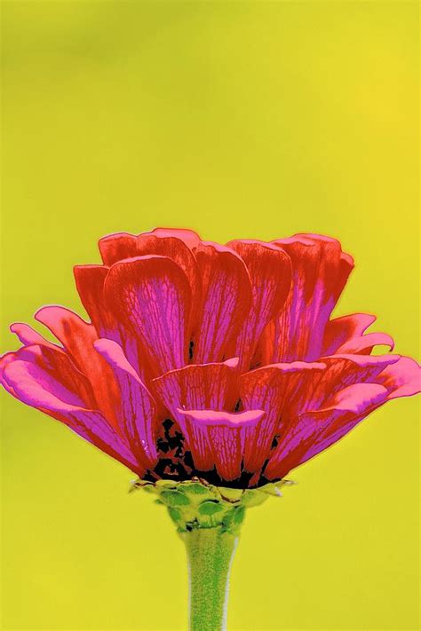 Lindas Flower Photograph By Gillis Cone Fine Art America