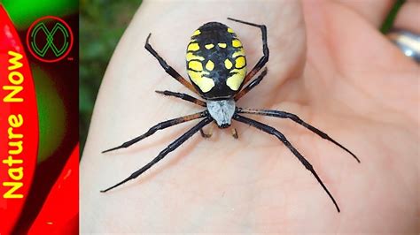 Black and yellow garden spider, golden garden spider, mckinley spider, zigzag spider, corn spider, writing spider,and yellow garden orb weavers. 8 Pics Yellow Garden Spider Poisonous And Review - Alqu Blog