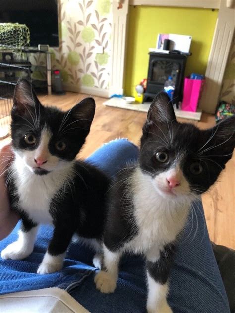Two Black And White Kittens For Sale In Blackwood Caerphilly Gumtree