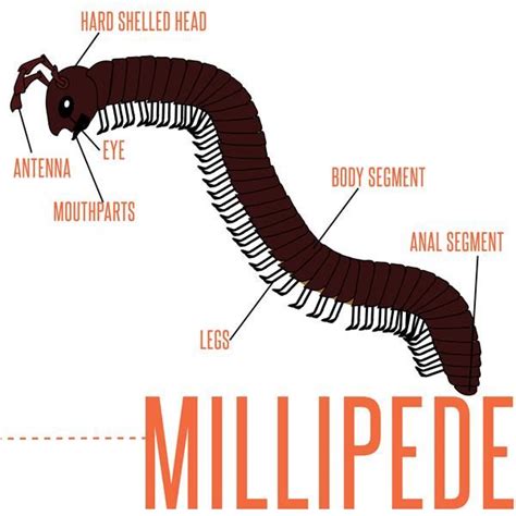 Do You Know About Millipedes Learn More About Millipedes And How To