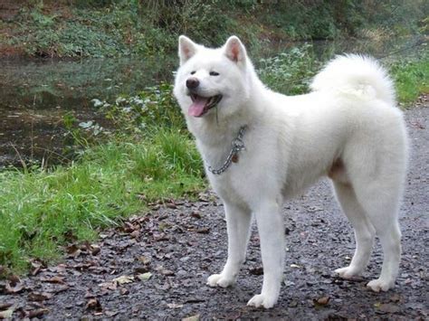 White Akita Inu Akita Dog Akita Inu Puppy Akita Puppies