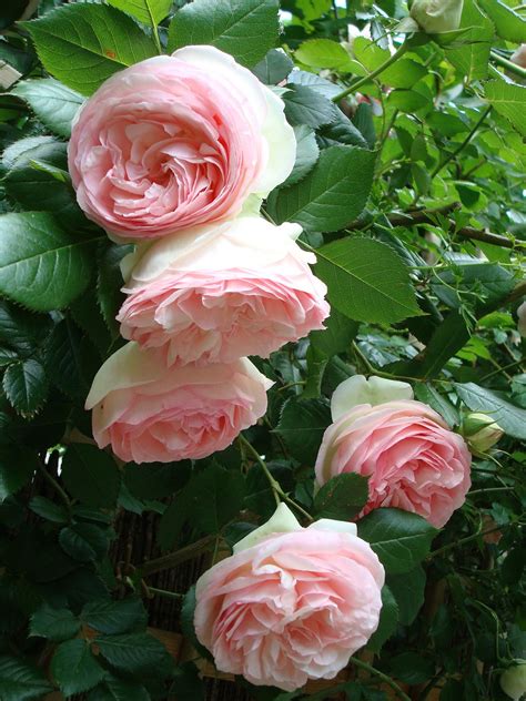 Les Roses De Mon Jardin Beautiful Flowers Beautiful Flower Quotes