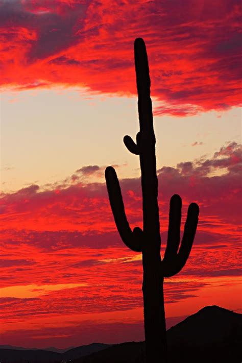 Giant Saguaro Southwest Desert Sunset Photograph By James Bo Insogna