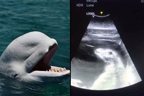 Beluga Whale Baby