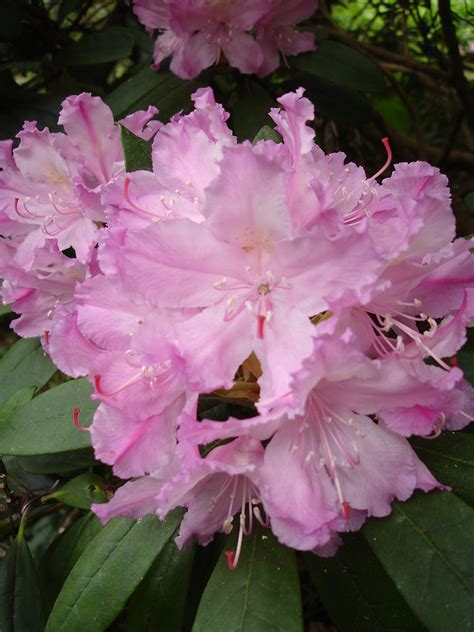The rhododendron is a wonderful addition to any shade garden. Rhododendron - Wikiwand