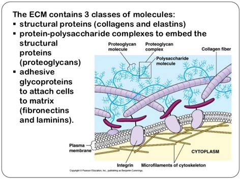Maybe you would like to learn more about one of these? fibrin fibronectin cell attach - Google 검색 | Plasma ...
