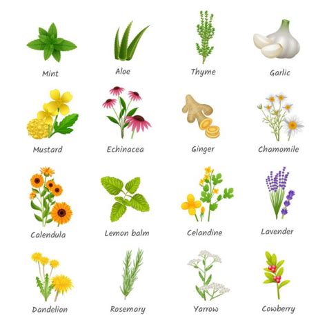 Plantas Medicinales Y Para Qu Sirven Psicologiamix