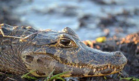 Spectacled Caiman Range