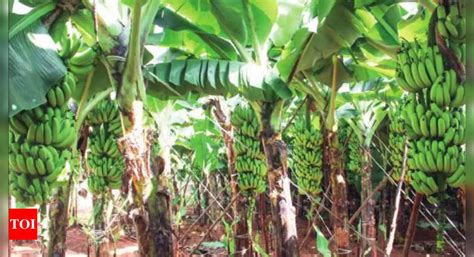 Banana Tamil Nadu Farmers Go Bananas Over Tropical Cash Crop Chennai News Times Of India