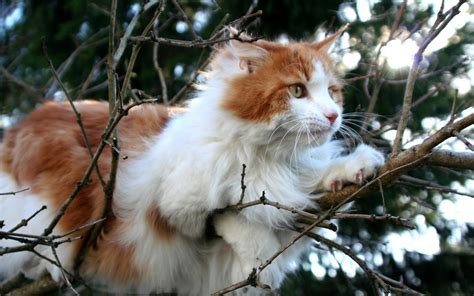 Пушистая кошка на дереве обои для рабочего стола картинки фото