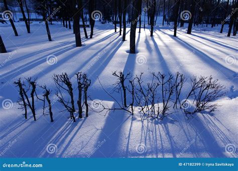 Shadows From Trees On Snow In Evening Park Stock Image Image Of
