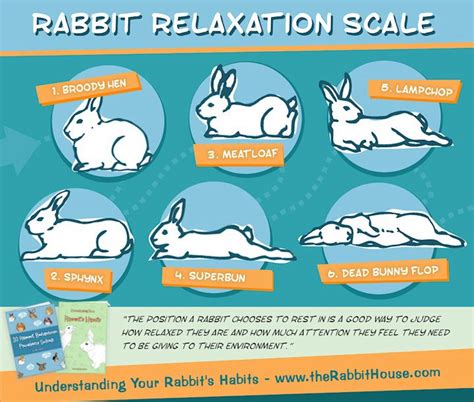 Rabbit Body Language An Illustrated Guide Artofit
