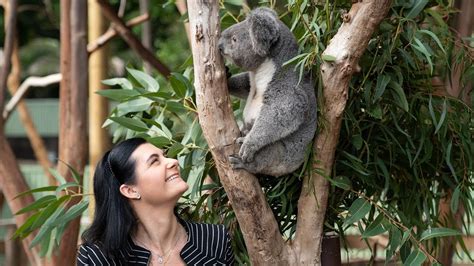 Koala Genome Mapped In A World First Breakthrough Youtube