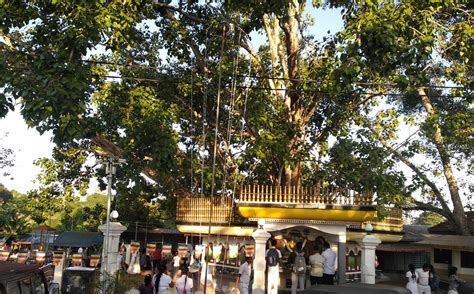 Candidates are graded based on their performance relative to the cohort. Sri Lanka University News Education Campus School ශ්‍රී ...