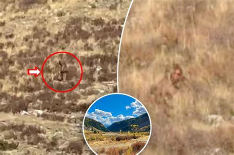 Bigfoot ‘spotted In Colorado In Broad Daylight — And Its All On