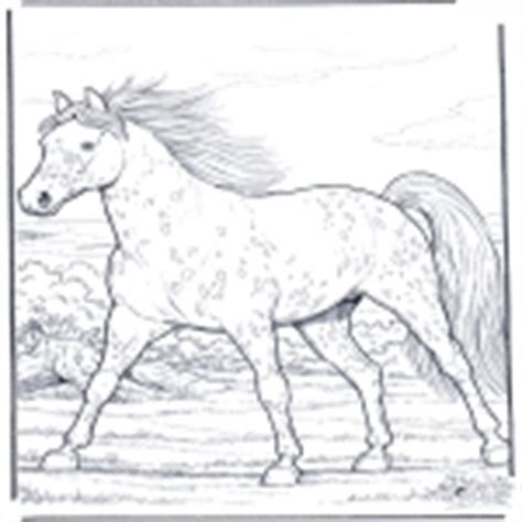 Malvorlage pferde > dressur pferd. Pferde Ausmalbilder Dressur