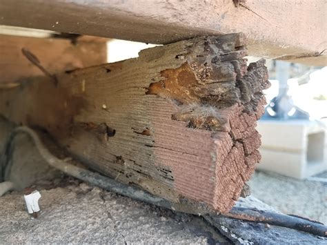 Greg and sergio are here to give you the update on the bemus landscape, inc. Drywood Termite Damage — GC Termite Control Articles