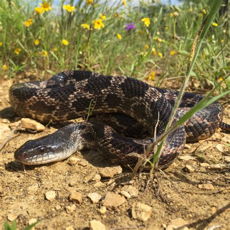 Western Rat Snake Snakes Of Bexar County · Inaturalist