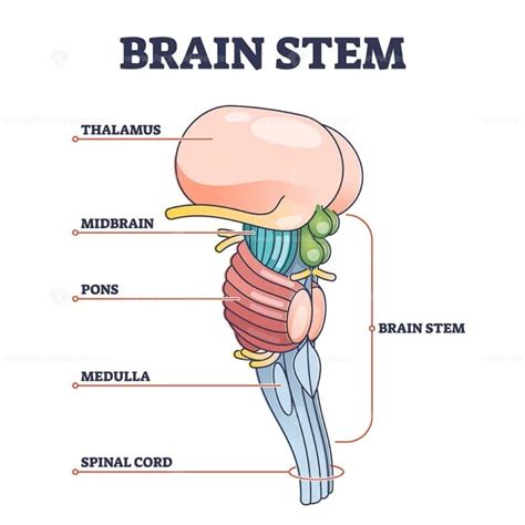 Brain Stem Parts Anatomical Model In Educational Labeled Outline