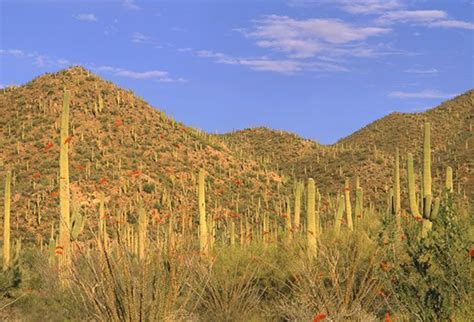 Catus Covered Hills Arizona Aerial View Saguaro Cactus