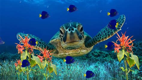 Coral Reef Aquarium Animated Wallpaper