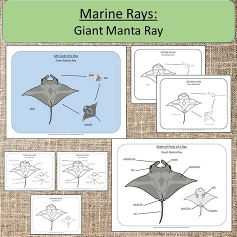 Marine Rays Giant Manta Ray Ocean Study Life Cycle And Parts Montessori