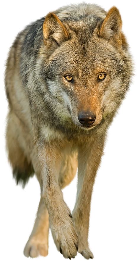 Wolf Animals Png Transparent Images Clipart 45 Images Free