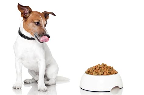 Jack Russell Terrier Dog Food Recipes Organic Dog Food Dog Nutrition